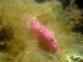 Chromodoris&nbsp;luteorosea